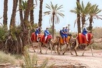 Camel Caravane 