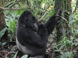 3 Days Gorilla trekking Safari Uganda, Bwindi Impenetrable Forest