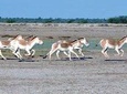 Overnight Trip To Little Rann Of Kutch From Ahmedabad