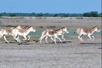 Overnight Trip To Little Rann Of Kutch From Ahmedabad