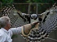 Private tour in Ribatejo with Falcon watch, lunch and typical villages