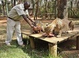 Nairobi Day Tour Animal Orphanage, Safari Walk & Bomas of Kenya