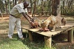 Nairobi Day Tour Animal Orphanage, Safari Walk & Bomas of Kenya