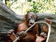 Sepilok Orang Utan & Bornean Sun Bear Centre with Sandakan City Tour + Lunch