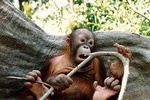 Sepilok Orang Utan & Bornean Sun Bear Centre with Sandakan City Tour + Lunch