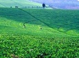 Nairobi Day Tour to Kiambethu Tea Farm in Limuru
