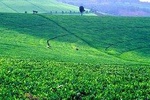 Nairobi Day Tour to Kiambethu Tea Farm in Limuru