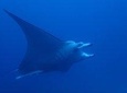 Combo Diving and Snorkeling Full Day Tour