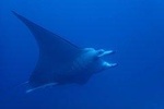 Combo Diving and Snorkeling Full Day Tour