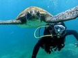 Scuba Dive for beginners with Atlantic turtles in Costa Adeje, Tenerife