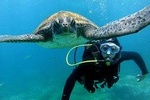 Scuba Dive for beginners with Atlantic turtles in Costa Adeje, Tenerife