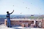 Kite Feeding Experience at Mehrangarh Fort, Jodhpur