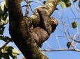Santa Cruz Sloth and Wildlife Tour