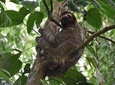 Sloth Adventure From Guanacaste