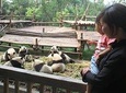 Half/Full Day Chengdu Panda Research Base Private Tour
