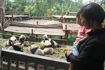 Half/Full Day Chengdu Panda Research Base Private Tour