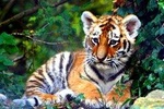 Private Taj Mahal Tour with Ranthambore Tiger Safari 