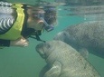 Deluxe Manatee Swim Tour