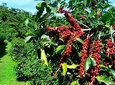 Blue Mountain Coffee Tour from Ocho Rios