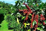 Blue Mountain Coffee Tour from Ocho Rios
