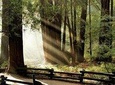 Custom Muir Woods and Napa Wine Tour From San Francisco
