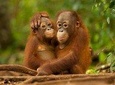 DAY TRIP SEPILOK ORANG-UTAN AND CITY TOUR