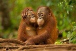 DAY TRIP SEPILOK ORANG-UTAN AND CITY TOUR