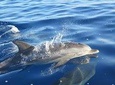 Whales and Dolphins watching Tour in the best area of Madeira!