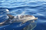 Whales and Dolphins watching Tour in the best area of Madeira!