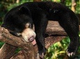 FULL DAY ORANGUTAN, SUNBEAR, LABUK BAY