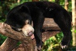 FULL DAY ORANGUTAN, SUNBEAR, LABUK BAY