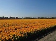 4 hours Private Tour of the flourishing flowerfields by car or minivan 