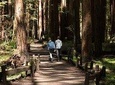 Small Group Redwoods, California Coast & Sausalito Day Trip from San Francisco
