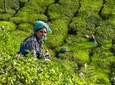 8 Days Kerala Private Tour (3 Star) with Munnar, Houseboat & Cab- Iris Holidays