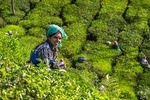 8 Days Kerala Private Tour (3 Star) with Munnar, Houseboat & Cab- Iris Holidays