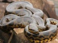 6-Day All Inclusive Guided Jungle Tour from Iquitos at Maniti Eco-Lodge