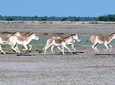 02 Nights & 03 Days Ahmedabad Tour with Little Rann of Kutch