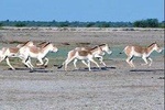 02 Nights & 03 Days Ahmedabad Tour with Little Rann of Kutch