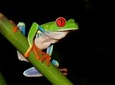 Frog Watching Jungle Night Walk