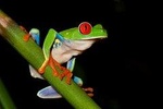 Frog Watching Jungle Night Walk