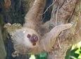 Rio Celeste Waterfall & Sloth Encounter Tour in the Rain Forest of Costa Rica