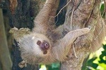 Rio Celeste Waterfall & Sloth Encounter Tour in the Rain Forest of Costa Rica