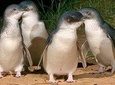 Private Phillip Island Penguin Tour with personal tour guide