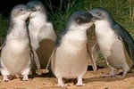 Private Phillip Island Penguin Tour with personal tour guide