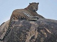 Narlai Leopard Safari and Village Walk with Lunch