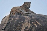 Narlai Leopard Safari and Village Walk with Lunch