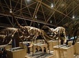 1-Day Dinosaur Tour in Kunming