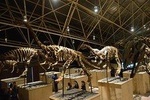 1-Day Dinosaur Tour in Kunming