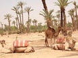 CAMEL RIDE NEAR TO MARRAKECH