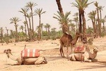 CAMEL RIDE NEAR TO MARRAKECH